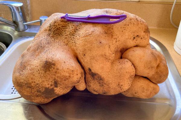 "Doug" what was believed to be the world's largest potato sits on a kitchen bench of the home of Colin and Donna Craig-Brown near Hamilton, New Zealand, on Aug. 29, 2021. (Colin Craig-Brown via AP)