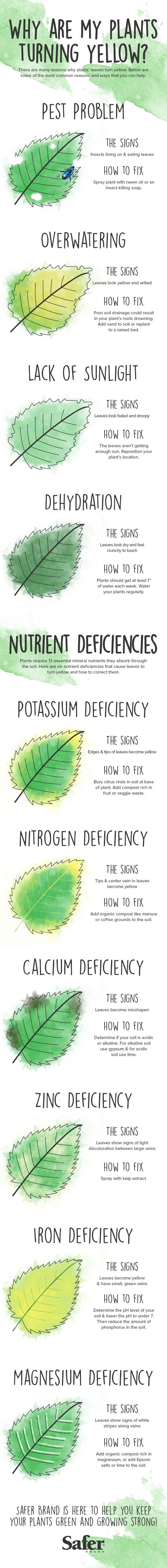 plants turning yellow infographic
