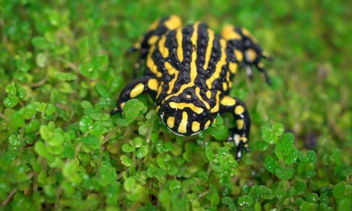 Corroboree Frogs Hop Back Into The Snowy Mountains