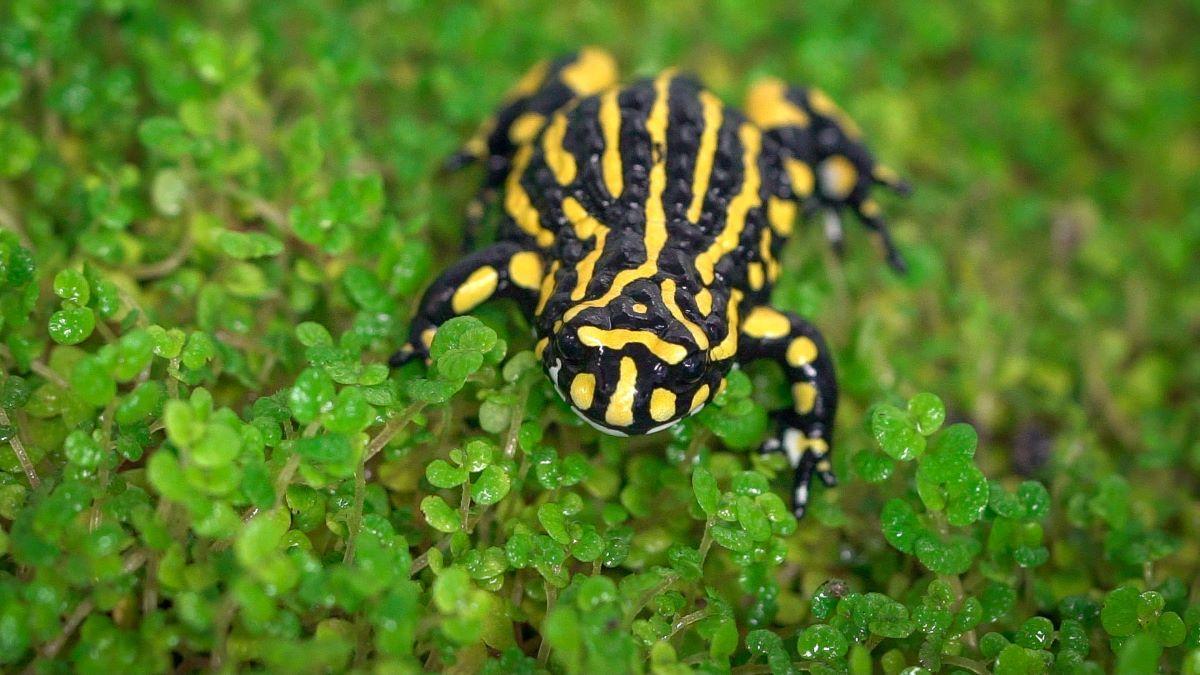 Corroboree Frogs Hop Back Into The Snowy Mountains