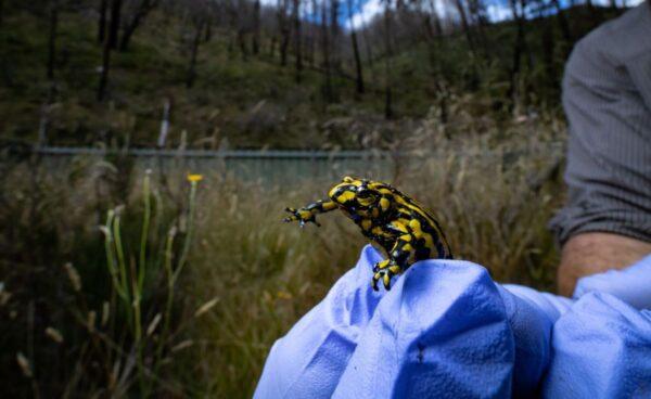 A supplied image was obtained on Monday, March 14, 2022, of a Southern Corroboree Frog in a purpose-built field enclosure at Kosciuszko National Park. One hundred critically endangered Southern Corroboree Frogs have been reintroduced to their native habitat at Kosciuszko National Park. (AAP Image/Supplied by NSW Minister for Environment and Heritage James Griffin)