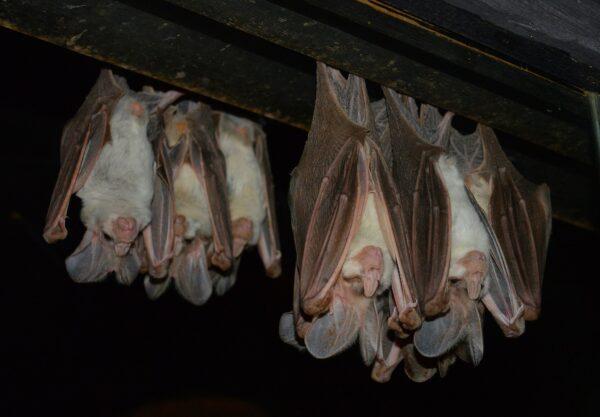 Ghost Bats roosting in Featherdale Wildlife Park, Sydney, Australia on Apr. 13, 2019. (Sardaka/Wikimedia Commons)