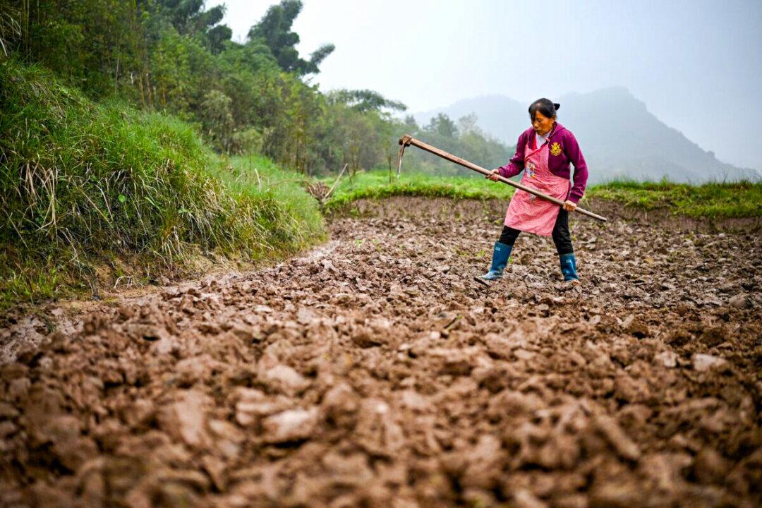 Video Shows Chinese Peasants Ordered to Turn Forests Into Grain Fields Amid Food Shortage Fears