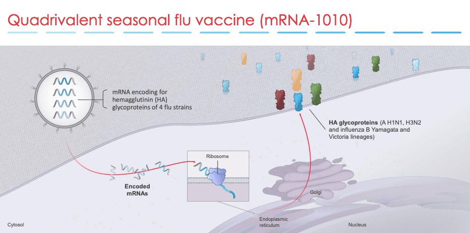  A diagram showing how Moderna's mRNA flu vaccine candidate, mRNA-1010, generates proteins that target the hemagglutinin (HA) of the virus. (<a href="https://s29.q4cdn.com/745959723/files/doc_presentations/2021/12/FINAL-MASTER-Flu-Interim-Analysis-(12.10_6am).pdf">Moderna</a>/screenshot via The Epoch Times)
