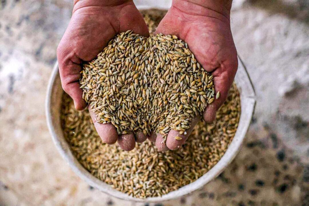 White House Anticipates Global Food Shortage Sparked by Ukraine Invasion
