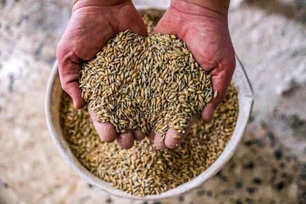 A Palestinian worker holds wheat grains at a traditional wheat mill, in Rafah, in the southern Gaza Strip, on March 21, 2022. Russia's invasion of Ukraine could mean less bread on the table for many countries where millions are already struggling to survive. (Said Khatib/AFP via Getty Images)
