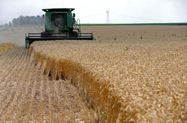 A combine drives over stalks of soft red winter wheat during the harvest on a farm in Dixon, Ill., on July 16, 2013. (Jim Young/Reuters)