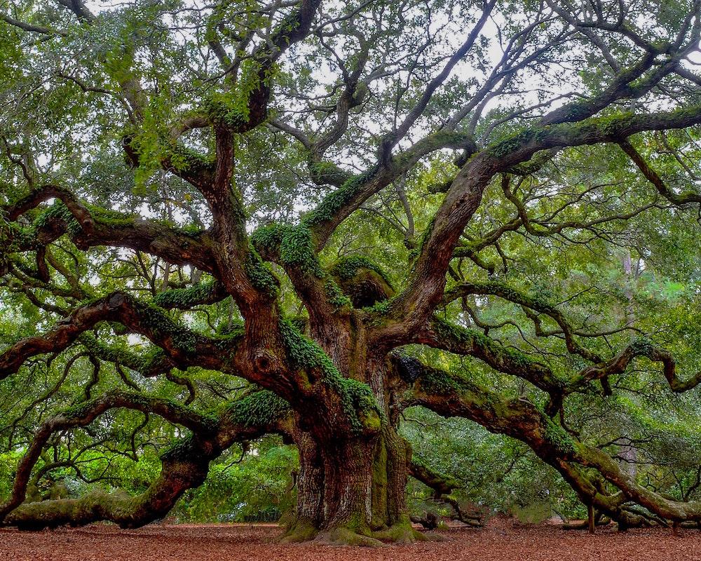 Angel Oak Tree. (Andrew Shelley/Unsplash)
