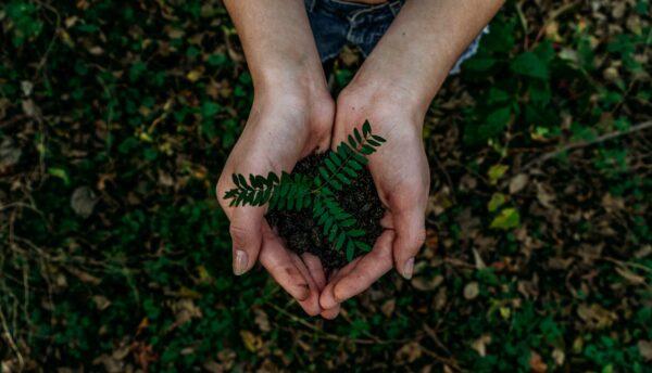 Stock photo of a green plant. (Noah Buscher/Unsplash)