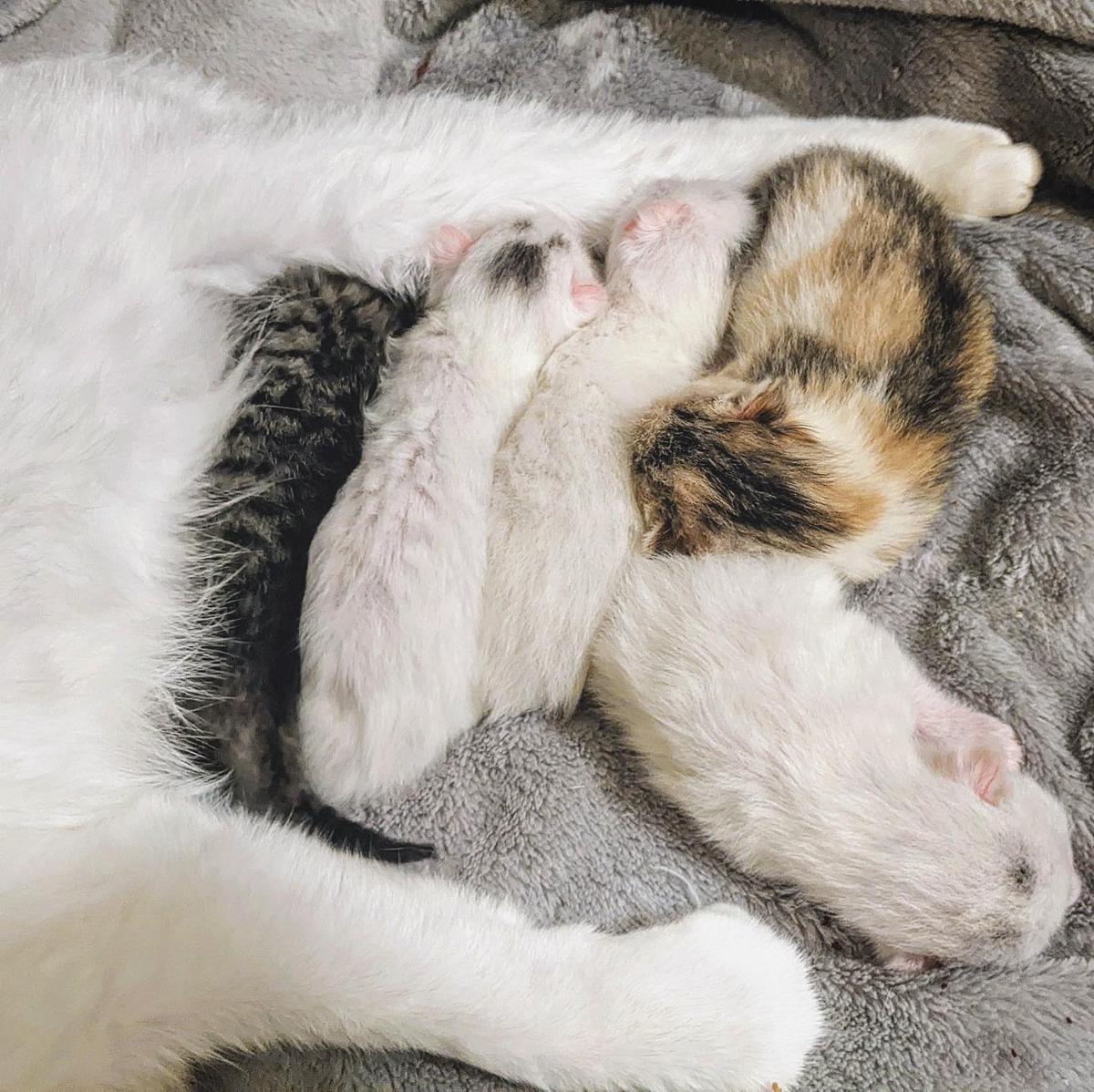 (Courtesy of Sarah Kelly, <a href="https://www.instagram.com/kellyfosterkittens/">Kelly Foster Kittens</a>)
