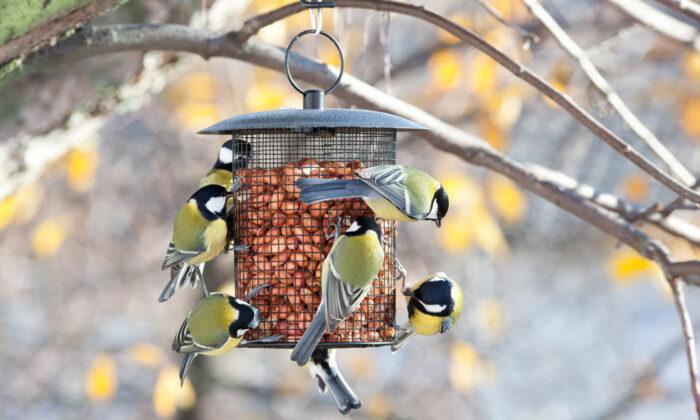 Garden Birds Are Struggling: Four Ways to Help