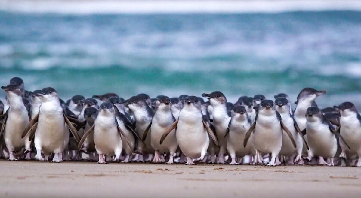 CSIRO to Release Foreign Fungi to Control Coastal Invasive Weed for Penguin Nests