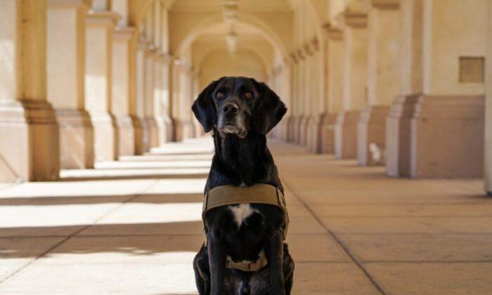 Detector Dog ‘Podder’ Given Service Award for Career Sniffing Parcels