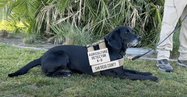 Podder the agricultural detector dog is retired from San Diego County's Agriculture, Weights & Measures Department on March 23, 2022. (Screenshot via YouTube/countysandiego)