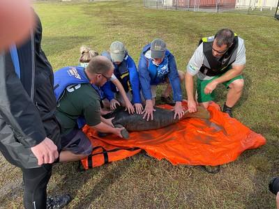 On December 15, 2021, FWC staff found a thin adult female manatee carcass with a small calf at the Cape Canaveral Energy Center. Staff responded and captured the calf, which was then transported to SeaWorld Orlando.<br/>(courtesy of USFWS)