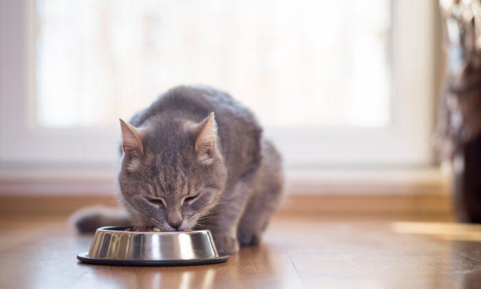 Appetite Booster and Treatment of Underlying Disease Help Cats Gain Weight