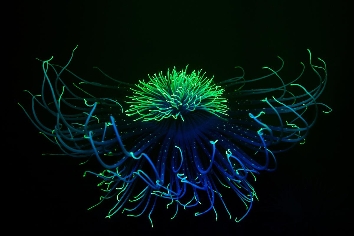 Runner Up: British Waters Compact, "Fluorescent Fireworks" by James Lynott. (Courtesy of James Lynott/UPY 2022)
