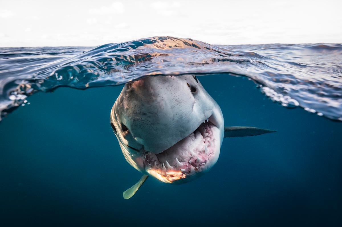 "A 3.5m great white curiously approaches my lens" by Matty Smith. (Courtesy of Matty Smith/UPY 2022)