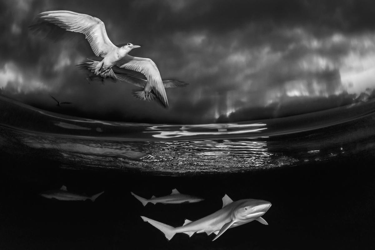 Runner Up: Black and White, "Evening with sharks and birds" by Borut Furlan.(Courtesy of Borut Furlan/UPY 2022)
