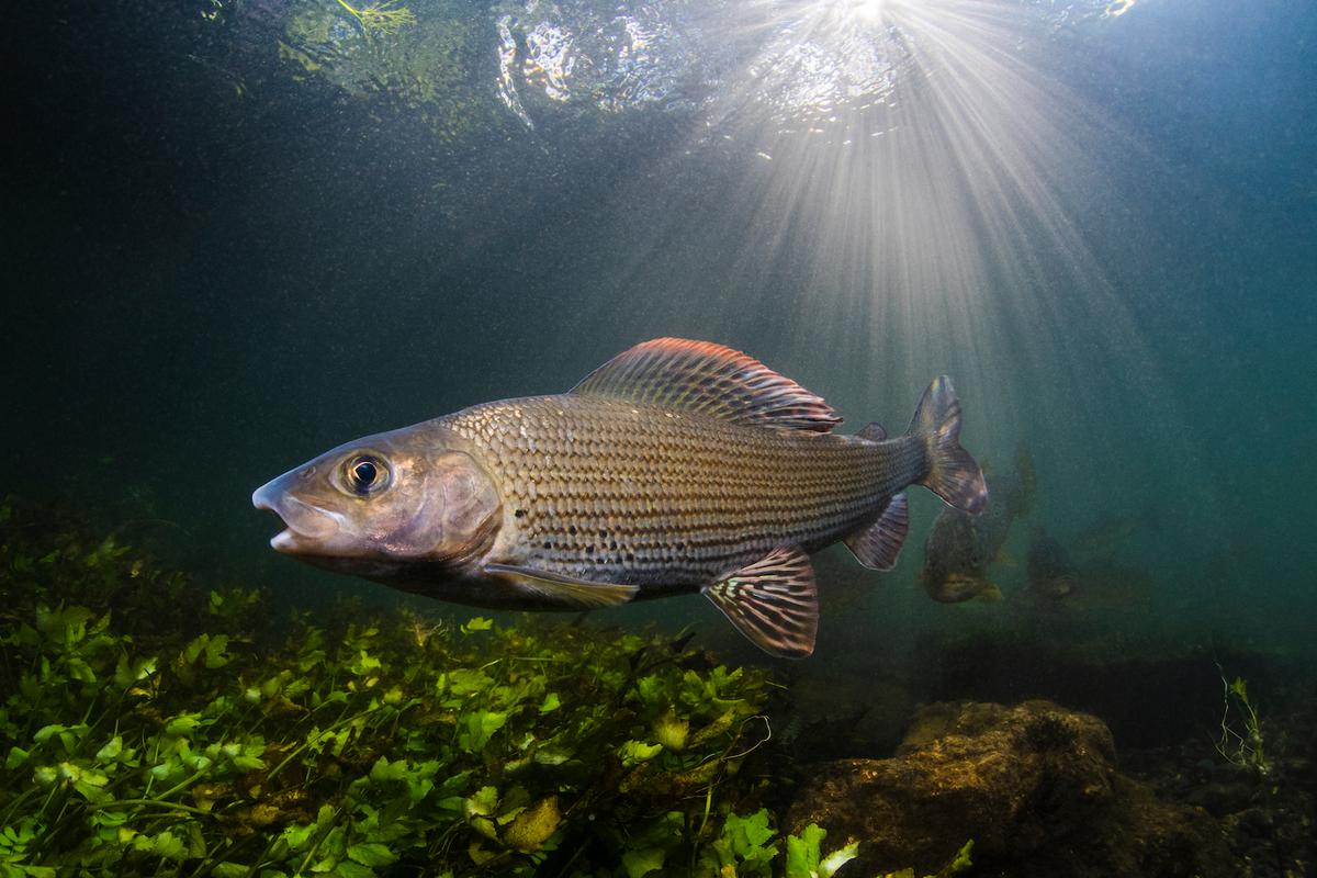 Runner Up: British Waters Wide Angle, "Grayling in summer sunlight" by Paul Colley. (Courtesy of Paul Colley/UPY 2022)