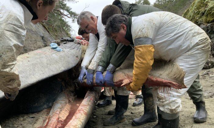 Rare Fin Whale Found Dead on Remote Beach in British Columbia