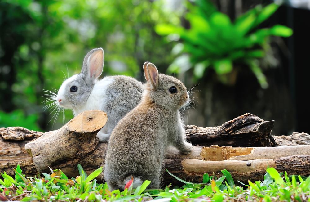 Your rabbits will never be bored with each other's company, so they won't get into the trouble a single rabbit can. (amenic181/Shutterstock)
