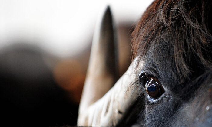 Woman Allegedly Attacked by Water Buffalo in Malibu Settles Negligence Suit