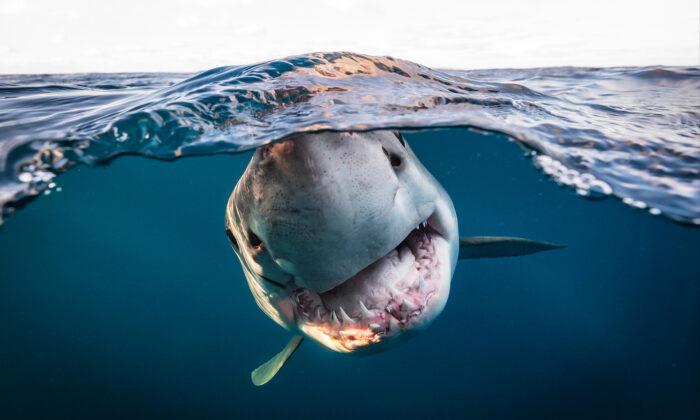 Winners of Underwater Photographer of the Year 2022 Unveiled—Showcasing Sharks, Shipwrecks, Starfish, and More