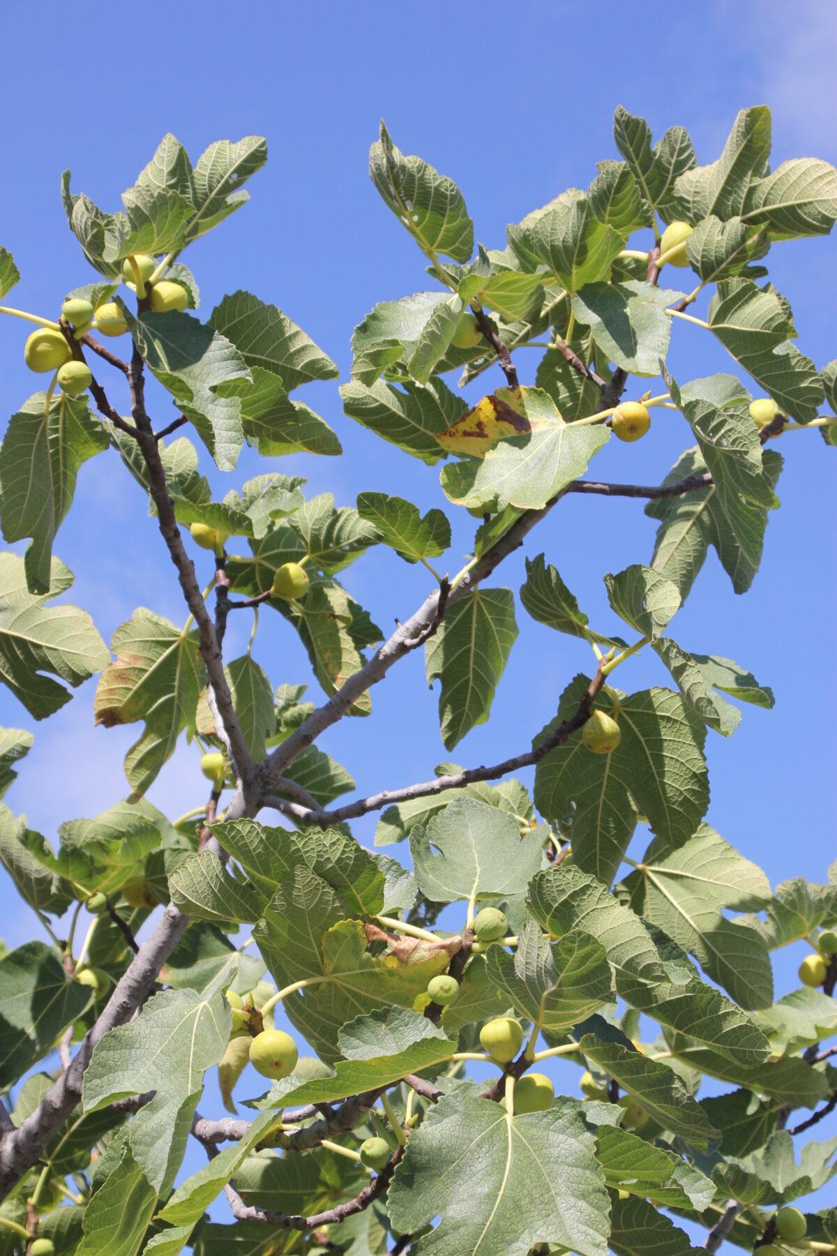 A fig tree in the Fragrant Garden. (Wibke Carter)