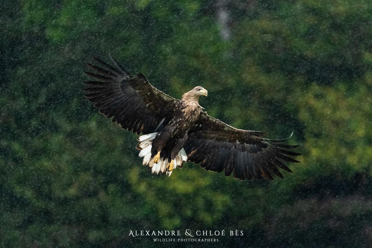 White-tailed eagle in flight in the rain, Poland. (Courtesy of <a href="https://www.facebook.com/alexandreetchloebes/">Alexandre & Chloé Bès</a>, <a href="https://www.instagram.com/alexandreetchloebes/">@alexandreetchloebes</a>, and <a href="https://www.alexandrechloebes.com/">https://www.alexandrechloebes.com/</a>)