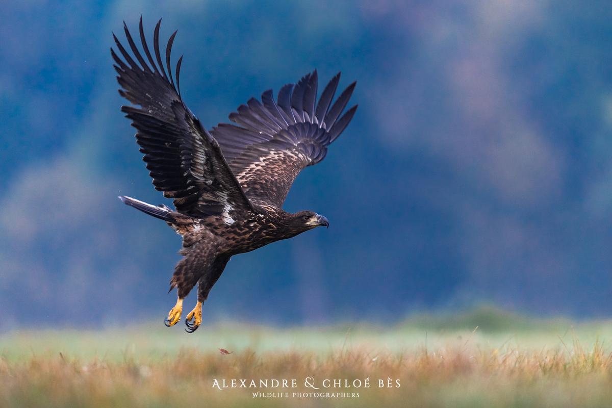 One white-tailed eagle takes off from the meadow in Poland. (Courtesy of <a href="https://www.facebook.com/alexandreetchloebes/">Alexandre & Chloé Bès</a>, <a href="https://www.instagram.com/alexandreetchloebes/">@alexandreetchloebes</a>, and <a href="https://www.alexandrechloebes.com/">https://www.alexandrechloebes.com/</a>)