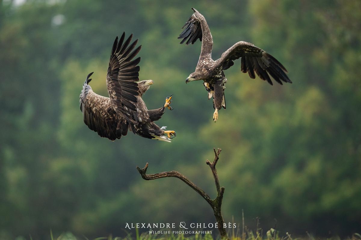 Two white-tailed eagles fight each other in a meadow in Poland. (Courtesy of <a href="https://www.facebook.com/alexandreetchloebes/">Alexandre & Chloé Bès</a>, <a href="https://www.instagram.com/alexandreetchloebes/">@alexandreetchloebes</a>, and <a href="https://www.alexandrechloebes.com/">https://www.alexandrechloebes.com/</a>)
