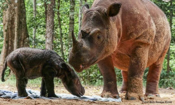 It’s a Girl: Super Rare Sumatran Rhino Born in Captive-Breeding Center