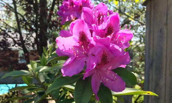 Rhododendrons: Guide to Planting, Growing, and Care
