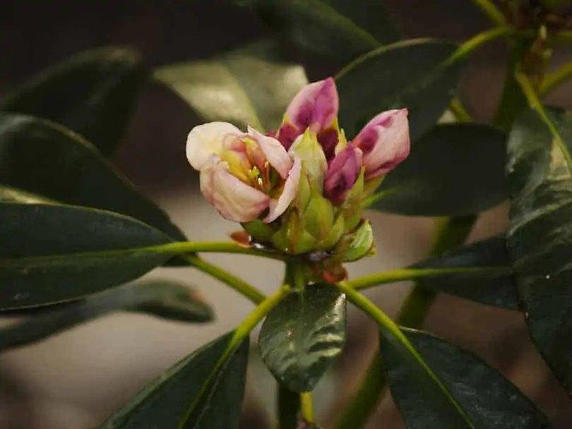 Rhododendron flower bud 
