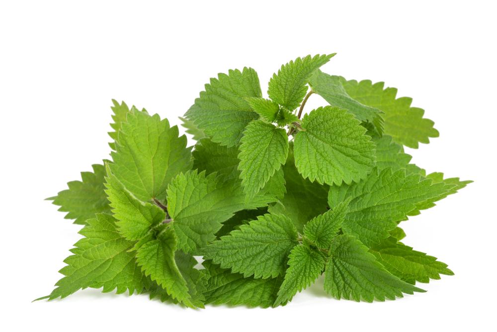 While it’s a decidedly prickly plant that requires handling with care, stinging nettle is one of the most valuable and nutritious springtime herbs. (Scisetti Alfio/Shutterstock)