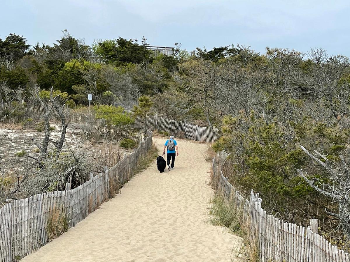 A walk through dog-friendly dunes makes a trip to Rehoboth Beach an off-season delight. (Photo courtesy of Candyce H. Stapen)