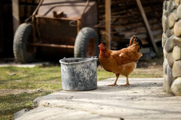 A chicken drinks from a bucket in Koty, Ukraine, on March 25, 2022. (Charlotte Cuthbertson/The Epoch Times)