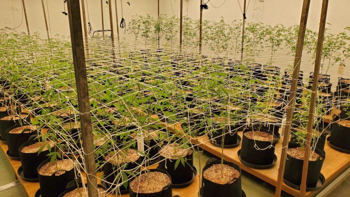 A marijuana operation of more than 400 plants was recovered by a special unit with the California Highway Patrol (CHP) on March 24, 2022. (Courtesy of California Highway Patrol)