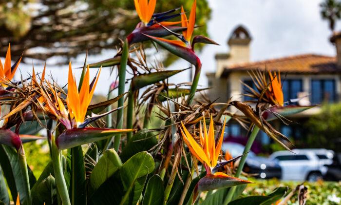 Laguna Beach to Build Butterfly Garden at Bluebird Park