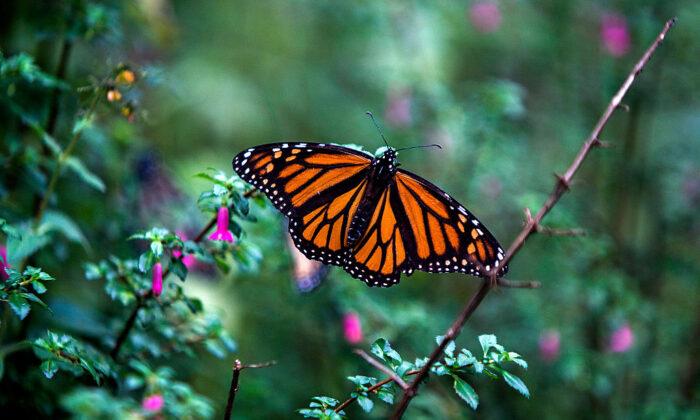 Canada May List Monarch Butterflies as ‘Endangered,’ Potentially Impacting Industry Activities