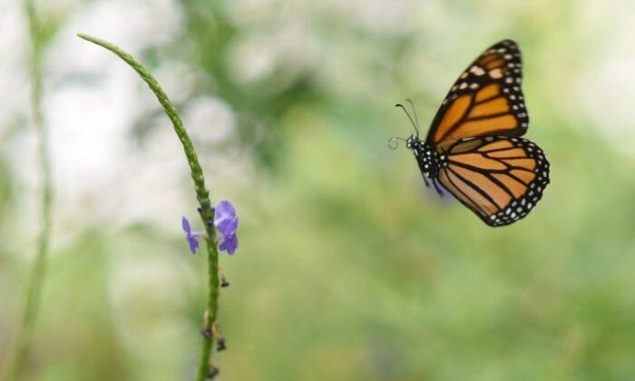Monarch Butterfly Population Drops by 30 Percent in California