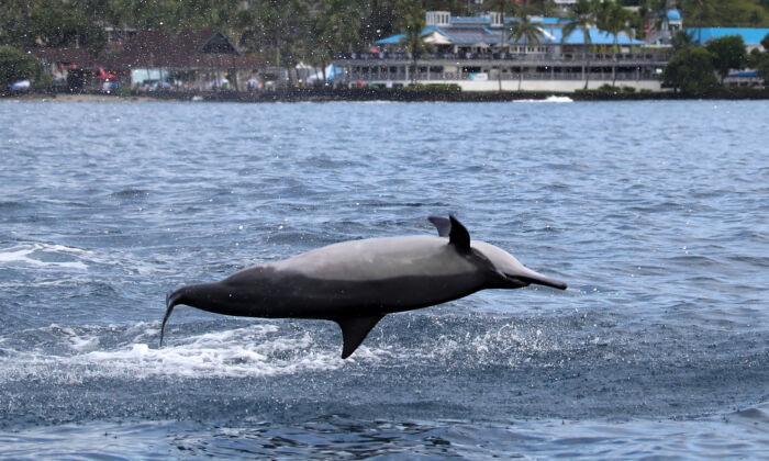 Feds Sued for Banning Swimming With Dolphins, Hurting Hawaiian Economy
