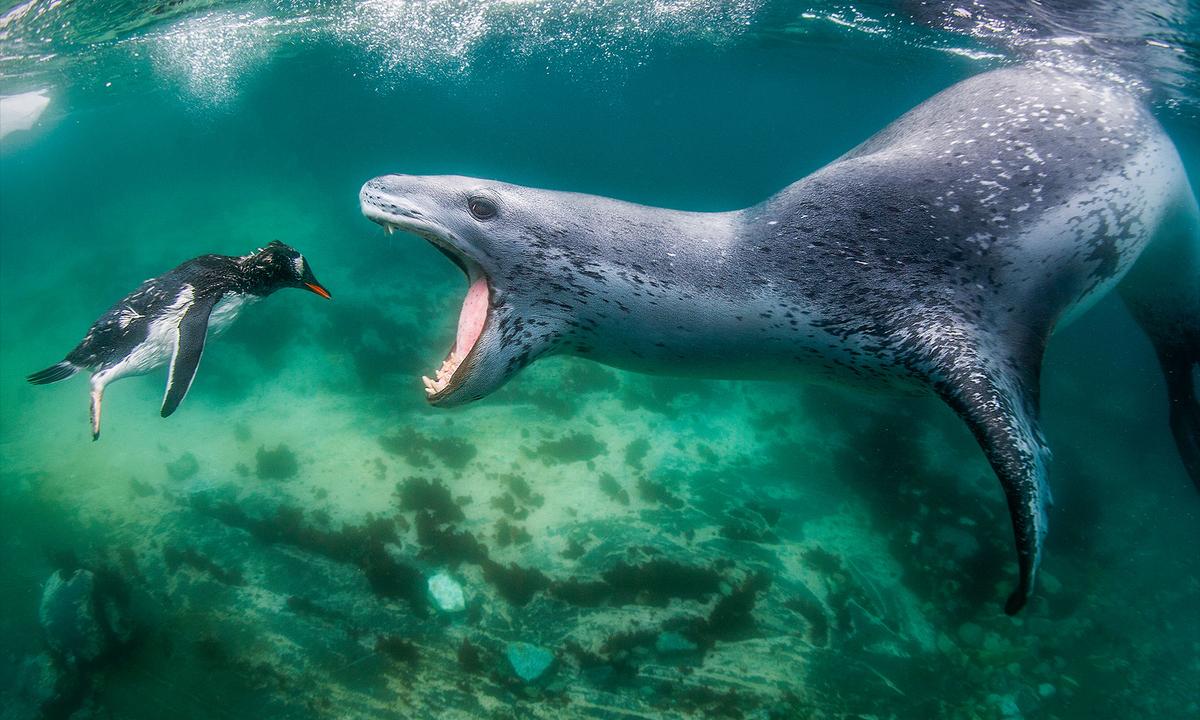 Wild PHOTOS: World Nature Photography Awards' 2021 Winners Revealed—And the Pictures Are Jaw Dropping