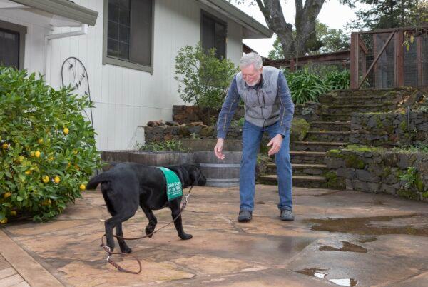 Spartan is training to be a guide dog for the blind. (Kim White for American Essence)