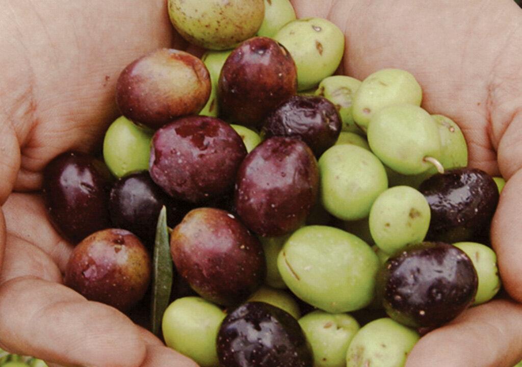 This Arizona Mill is Making Award-Winning Olive Oil That Can Compete with Europe’s Finest
