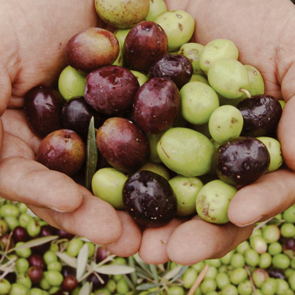 This Arizona Mill is Making Award-Winning Olive Oil That Can Compete with Europe’s Finest