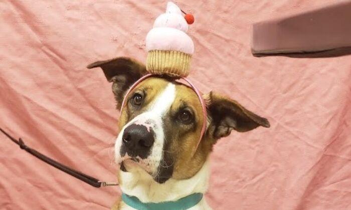 San Diego Humane Society Celebrates Cancer-Free Dog With Party