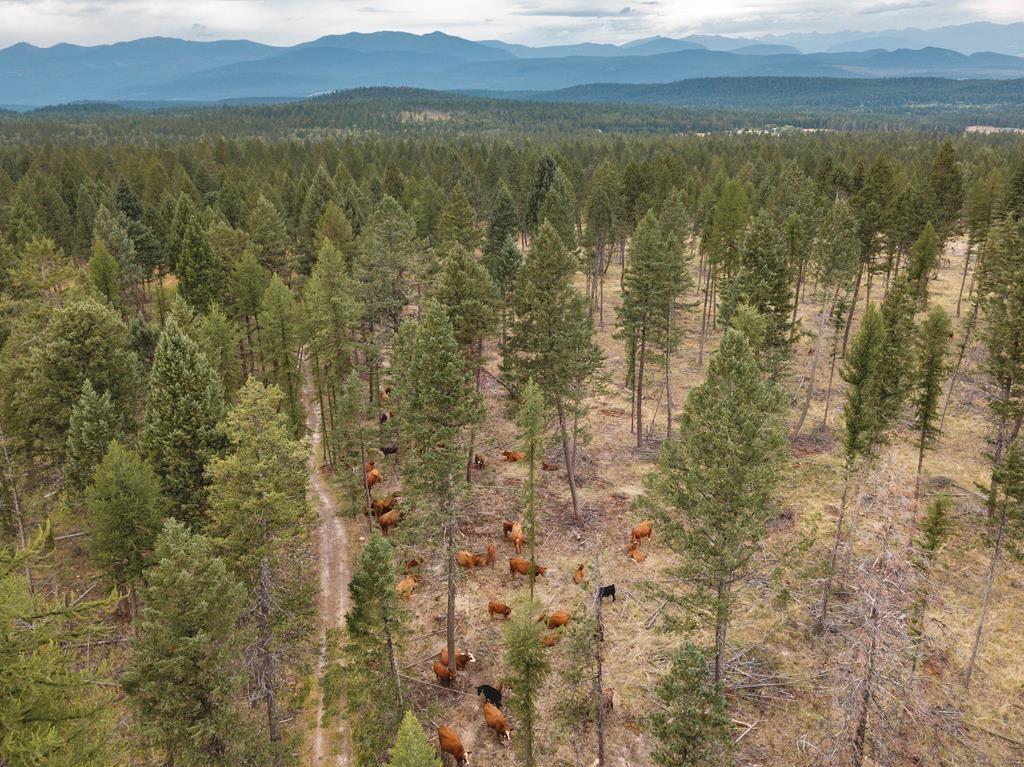 Cattle Helping to Manage BC Wildfire Risk With Targeted Grazing