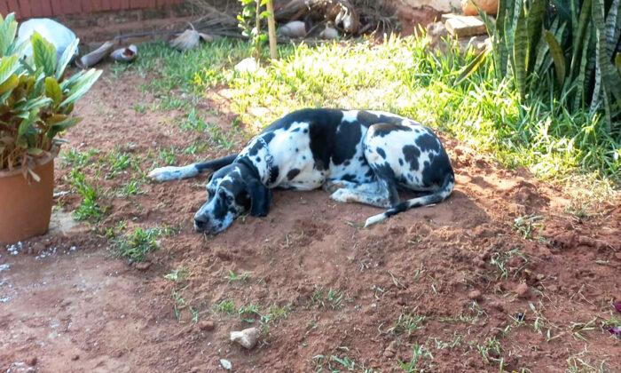 Dog Pays Touching Tribute to Her Furry Friend, Lies on the Grave for Hours